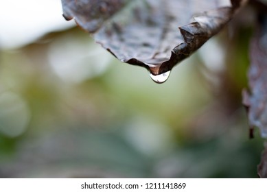 dried tree leaf and a drop of water