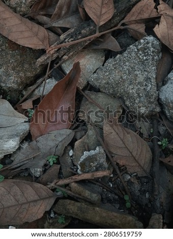 dried tree leaves fall on the rocks