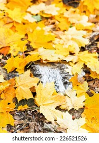 dried tree trunk and fallen maple leaves close up in autumn day