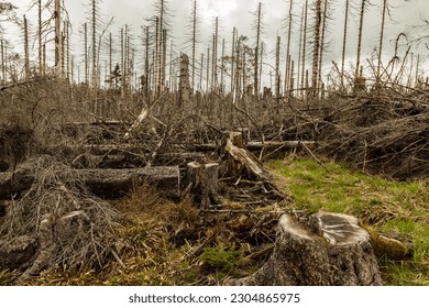 dried trees without leaves in an abandoned forest. Concept of environmental disaster global warming