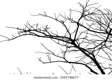 Dried twigs or branches without leaves against an isolated white background (dahan atau ranting pohon kering tanpa daun di latar belakang warna putih) - Powered by Shutterstock