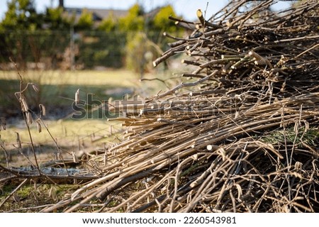 Dried twigs in a pile in a garden on late autumn day.