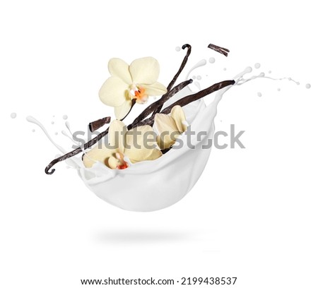 Dried vanilla sticks with flower in milk splashes on a white background