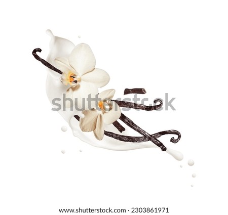 Dried vanilla sticks with flowers in dairy splashes close up, isolated on a white background