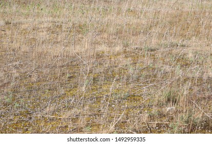 Dried Vegetation Of Maquis Shrubland In Summer