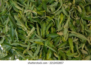 Dried Verbena Leaves For Herbal Tea