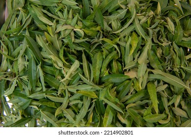 Dried Verbena Leaves For Herbal Tea