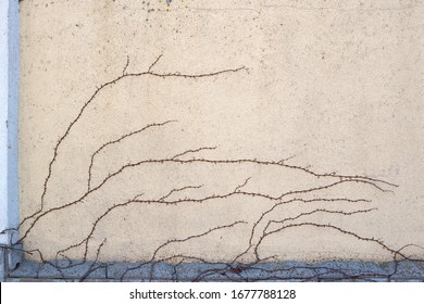 A Dried Vine On A Dirty Yellow Wall