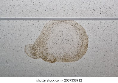 Dried Water Stain From A Ceiling Leak From A Rain Storm Inside A Commercial Building.