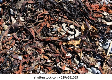 Dried Water Weeds On The Seashore On A Sunny Day.