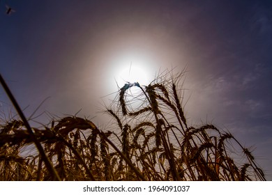 Dried Wheat In Field With Hot Sun Behind