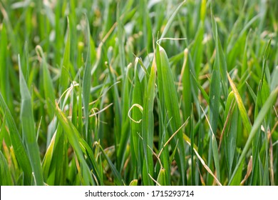 Dried Wheat Leaf Tips, Winter Wheat Disease From Herbicide Application And Low Temperatures