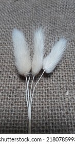 Dried White Bunny Tail Lagurus