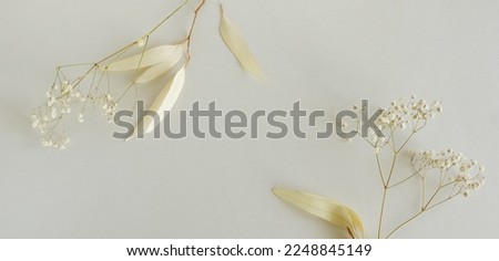 Dried White gypsophila flowers and white eucalyptus leaves frame close up on beige  background selective focus banner. Copy space. Flowers background.Minimal floral template