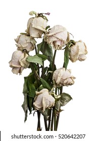 dried white roses isolated on white background