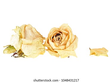 Dried white roses and petal on white background