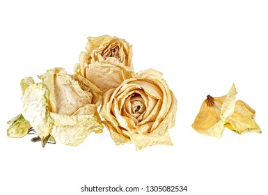 Dried White Roses Petals On White Stock Photo 1305082534 | Shutterstock