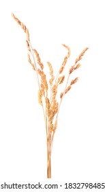 Dried Wild Spikelet Flowers, Isolated On White Background. Spikelet Flowers Wild Meadow Plants.