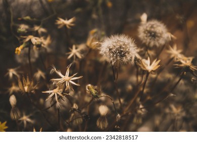 Dried wildflowers with thorns, wild plants, weed in wild environment. Nature, abstract warm landscape in summer golden hour. Amazing natural wallpaper with sepia brown filter. Sunny garden flowers. - Shutterstock ID 2342818517