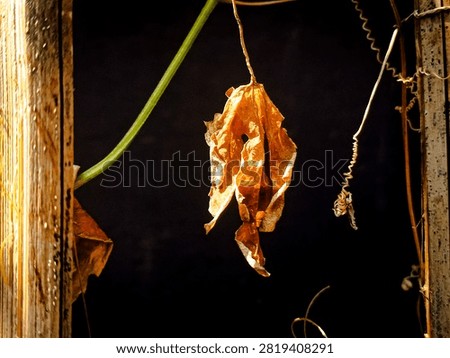 Dried and withered bitter melon leaf hanging on a vine with dramatic low key lighting against a dark background.