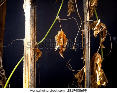 Dried and withered bitter melon leaf hanging on a vine with dramatic low key lighting against a dark background.