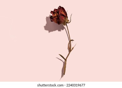 Dried withered red rose flower on pink paper background and copy space. Top view of beautiful withered red rose for decoration. photography of dry flowers in studio in color Peach Fuzz - Powered by Shutterstock