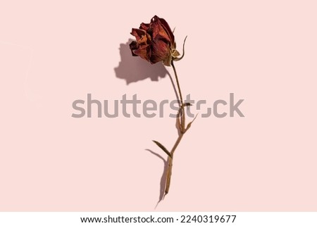 Dried withered red rose flower on pink paper background and copy space. Top view of beautiful withered red rose for decoration. photography of dry flowers in studio in color Peach Fuzz