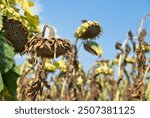 Dried or withered sunflower, natural disaster caused by extreme heat and low rainfall in Hungary, Europe. Drought and lack of water, damage to agricultural production and heatwave concept.