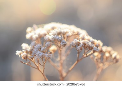 Dried Yarrow In The Winter