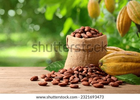 Dried yellow cocoa beans with fresh pods on wooden table with cocoa plant background.