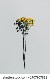 Dried Yellow Flower Tansy Over Pastel Blue Background With Trendy Shadow And Sunlight. Minimal Summer Template With Copy Space. Flat Lay, Top View