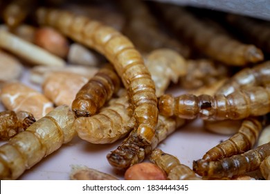 Dried Yellow Mealworm (Tenebrio Molitor) Beetle Larvae - Bird Food