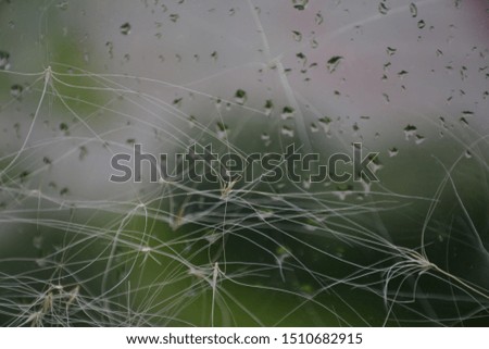 The wild carrot blooms