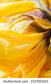 Dried Yellow Tulip Petals Close Up