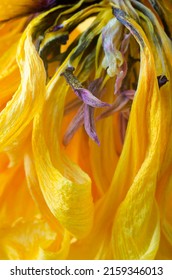 Dried Yellow Tulip Petals Close Up