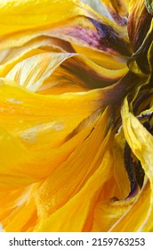 Dried Yellow Tulip Petals Close Up