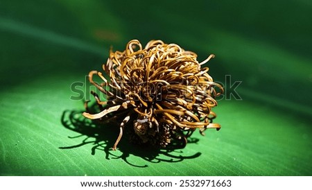 Dried young rambutan fruit before ripening