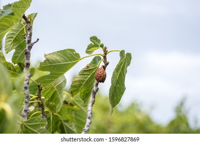 Dried/Dead Fig On A Fig Tree, Adelaide, Australia