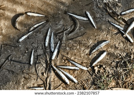 A dried-up lagoon (lake) and a lot of dead small fish, summer drought, water pollution additionally. Sand smelt (Atherina boyeri)