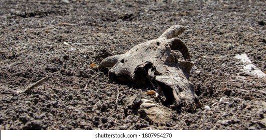 A dried-up skull with horns lies on the Bank of a dried-up river in summer, environmental pollution. A skull with horns lies in the ground.