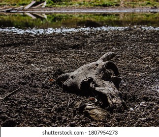 A dried-up skull with horns lies on the Bank of a dried-up river in summer, environmental pollution. A skull with horns lies in the ground.