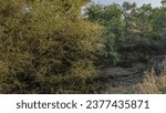 The dried-up streambed is visible in the shady jungle. Thickets of sprawling green trees on stony soil. Blue sky. India. Ranthambore National Park.