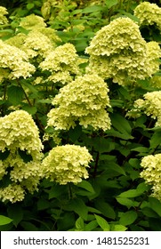 A Drift Of Hydrangea Paniculata Limelight Flower Heads.