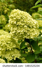 A Drift Of Hydrangea Paniculata Limelight Flower Heads.