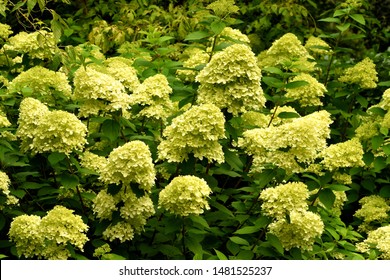 A Drift Of Hydrangea Paniculata Limelight Flower Heads.