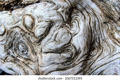 Drift Wood Close Up