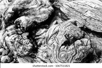 Drift Wood Close Up