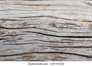 Drift Wood Close Up 