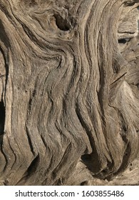 Drift Wood Close Up Georgia 