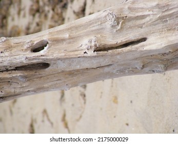 Drift Wood Found On A Beach. Close Up Of Branch.